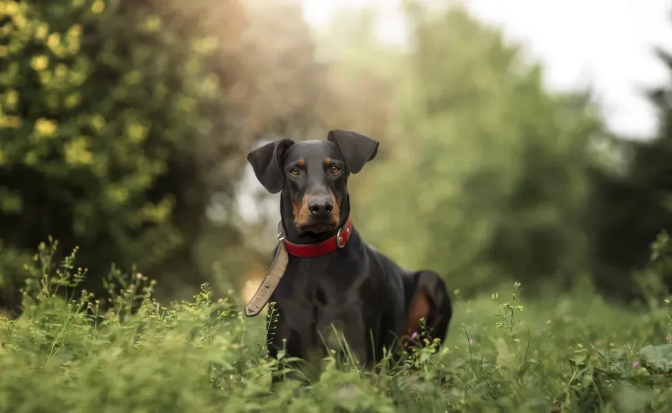 cachorro doberman