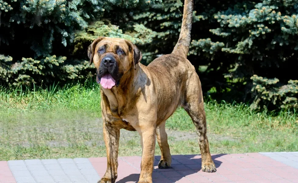 cão de guarda dogo canário