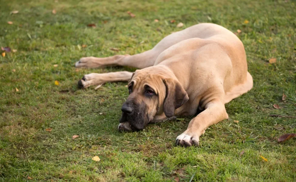 cachorro fila brasileiro