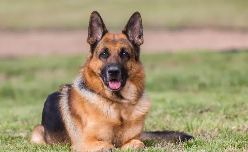 cachorro pastor alemão