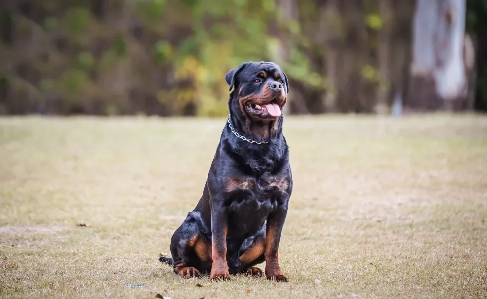 cachorro rottweiler