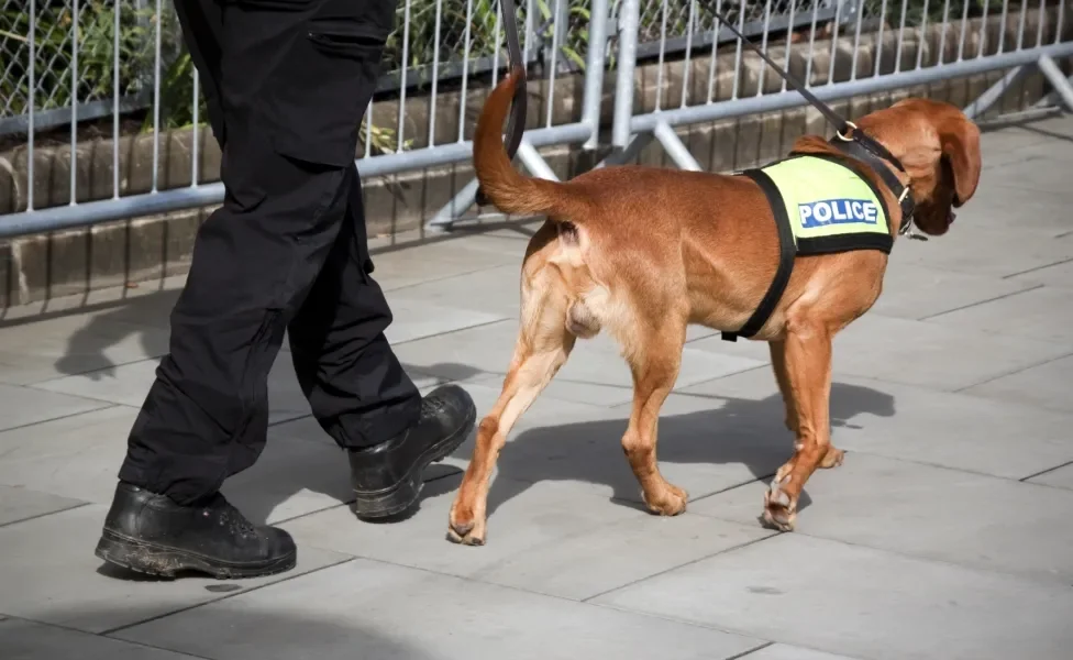 Cão farejador trabalhando junto de policial