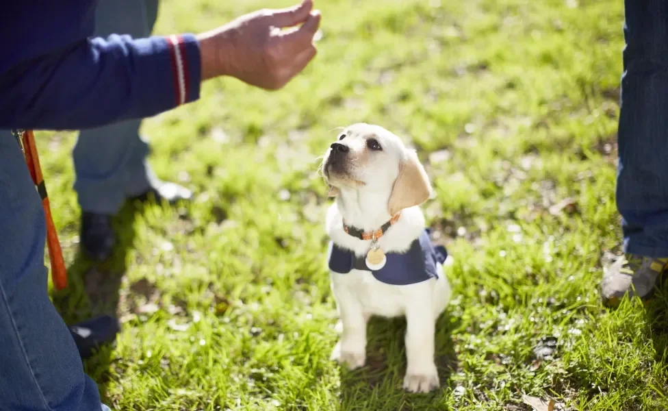 Cachorro filhote recebendo treinamento