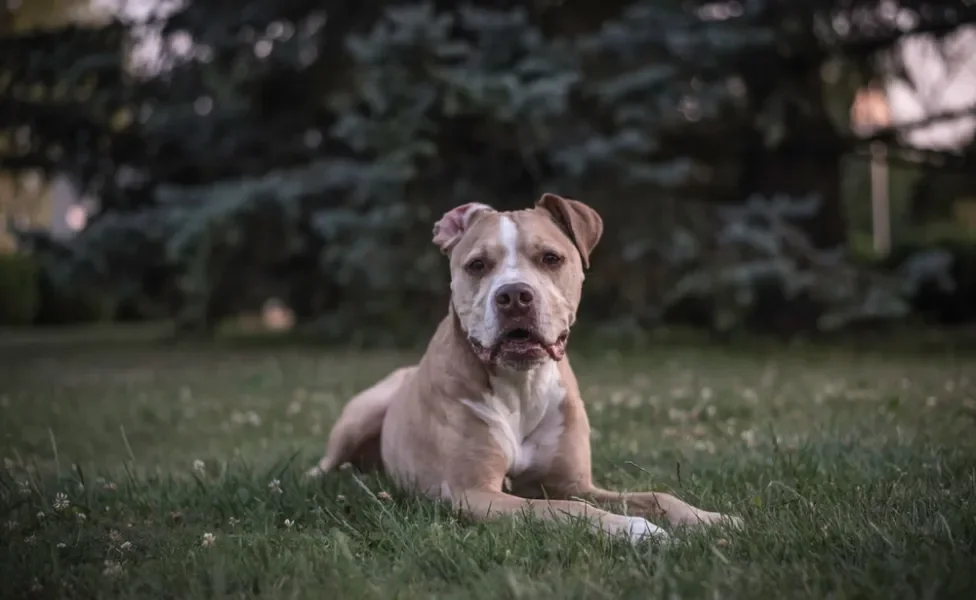 pitbull deitado na grama