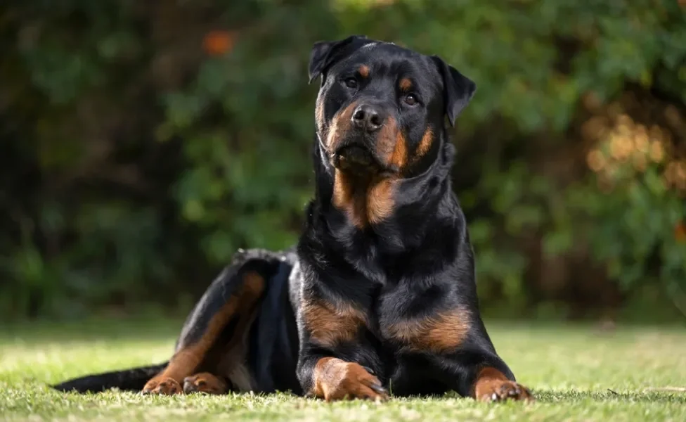 cachorro deitado na grama