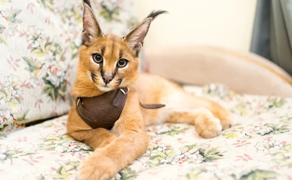 gato Caracal Doméstico deitado