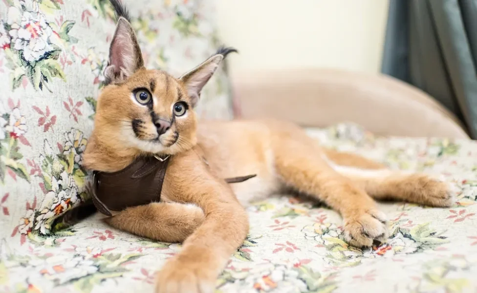 Caracal deitado no sofá