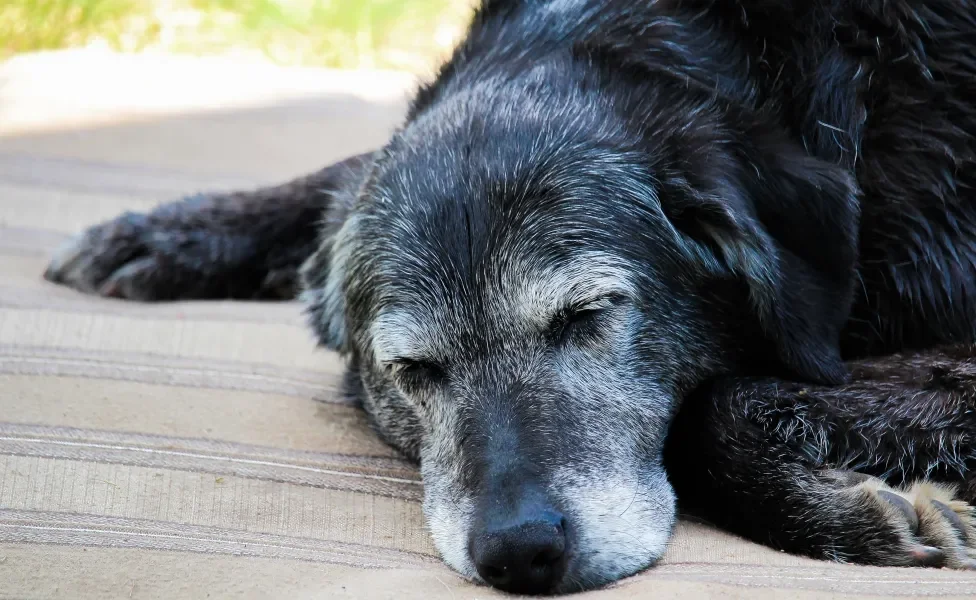 Cão idoso dormindo