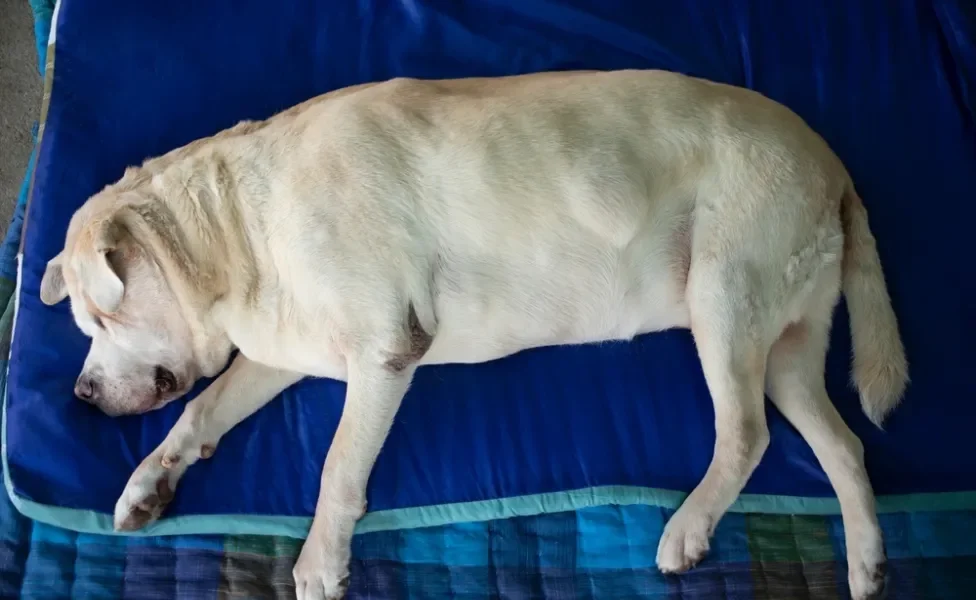 caroço em cachorro deitado