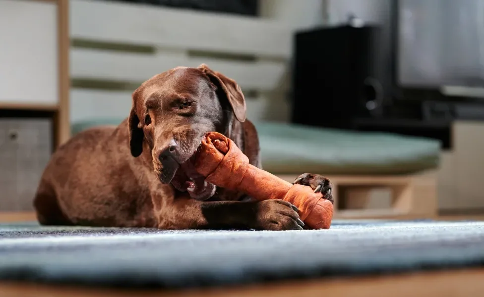 Cachorro grande marrom deitado e mordendo osso avermelhado dentro de casa