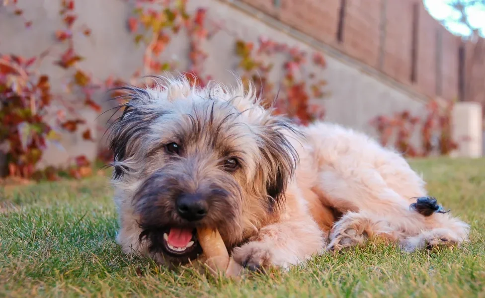 Cachorrinho peludo mordendo osso deitado em cima de gramado