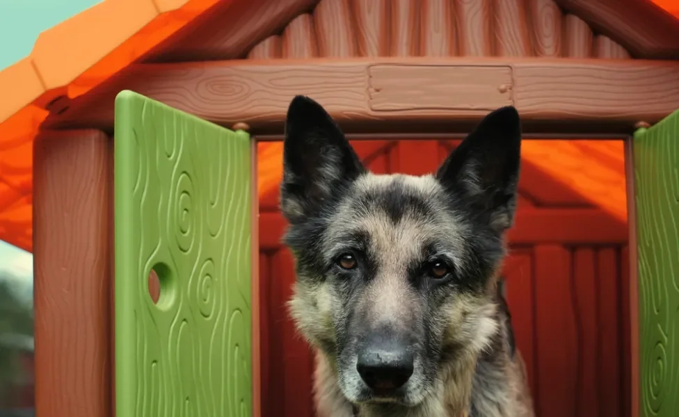 casinha de cachorro grande de plástico com cachorro dentro