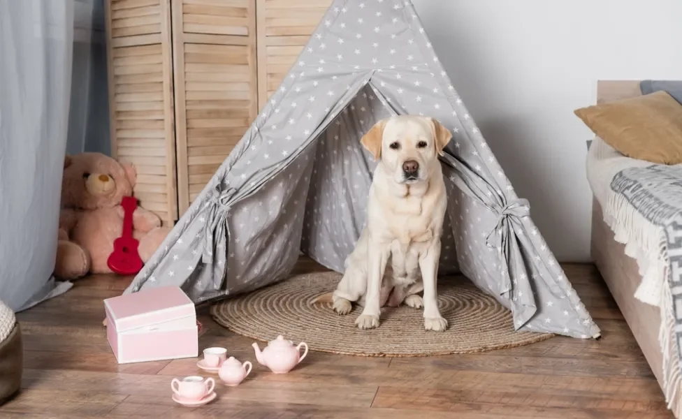 casinha de cachorro grande de tecido com cachorro dentro