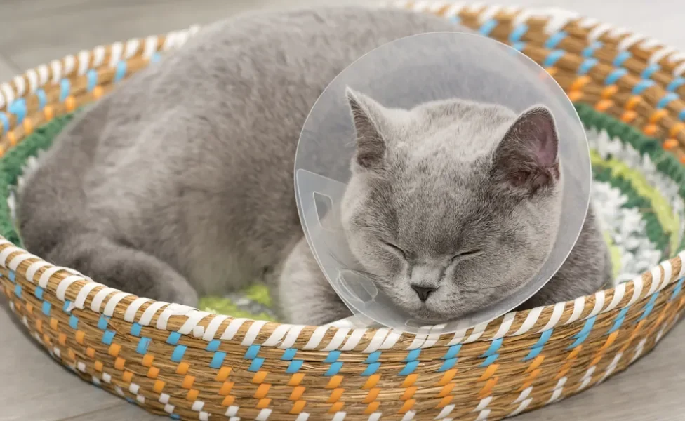 castração de gata: gato deitado com cone ao redor do pescoço