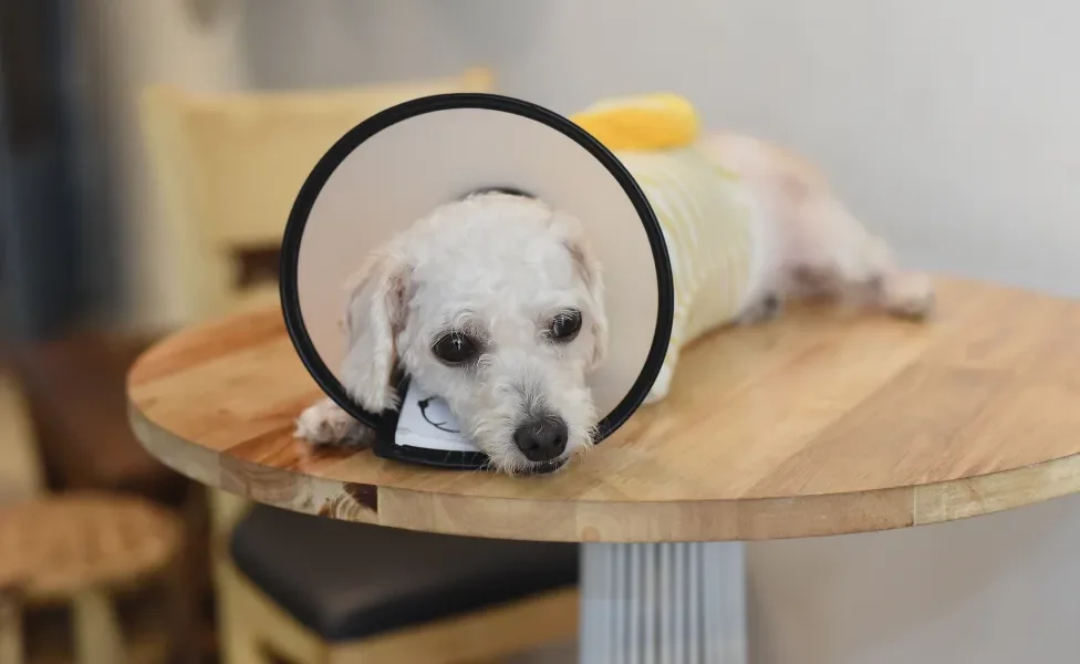 Cãozinho deitado em mesa redonda usando colar elizabetano e ropa de pós-cirurgia