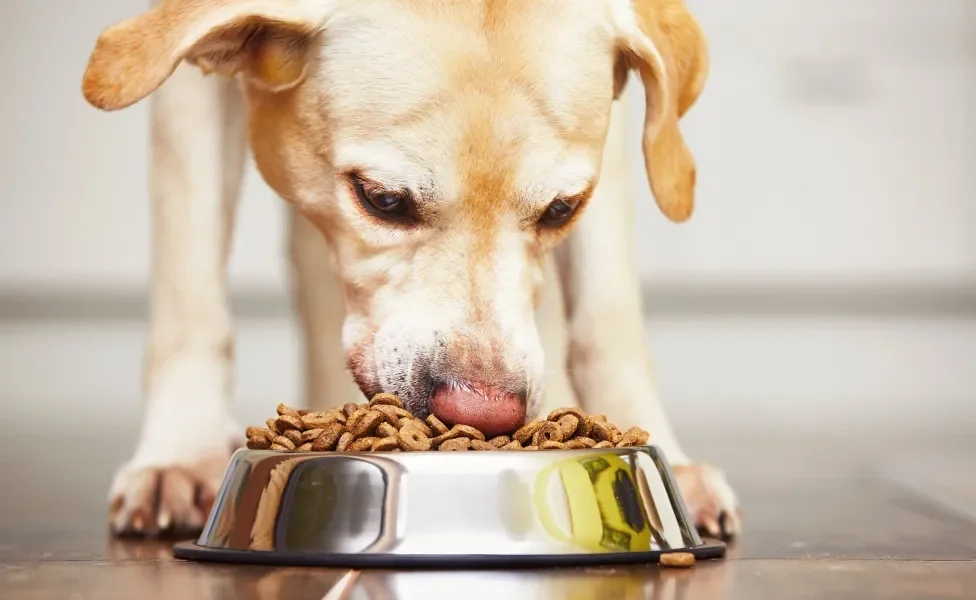 Cachorro grande amarelo comendo ração em pote prateado