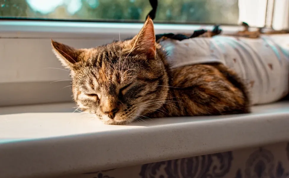 Gato dormindo e tomando sol usando roupa de pós-cirurgia