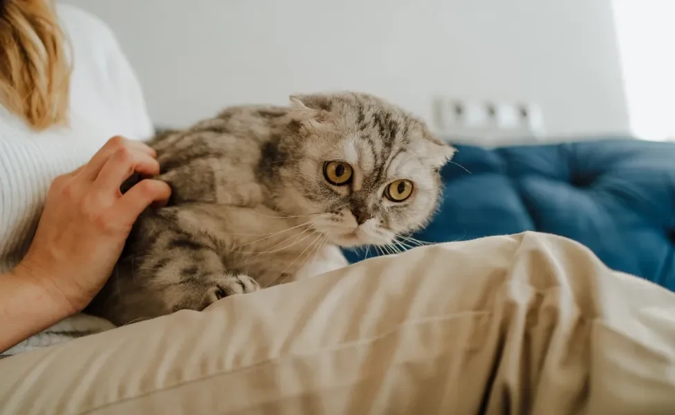 Gato sentado no colo de mulher recebendo carinho e cuidado