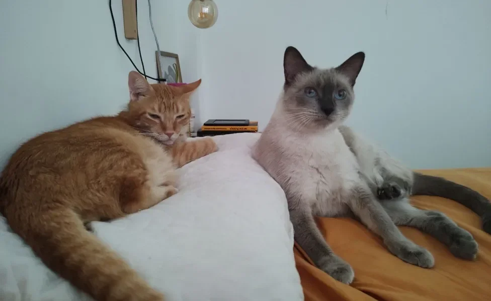 Dois gatinhos deitados na cama