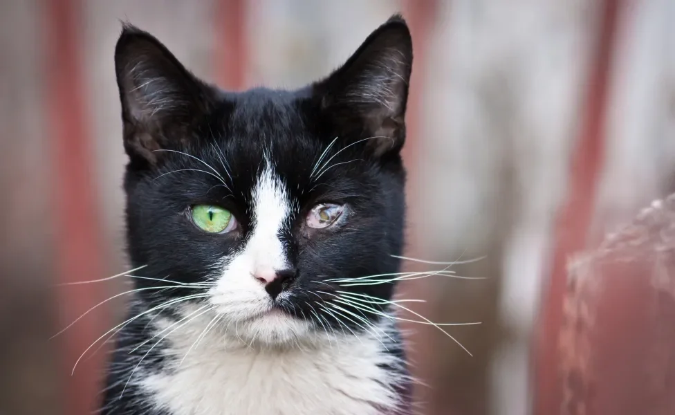 Gato preto e branco com problema em um dos olhos