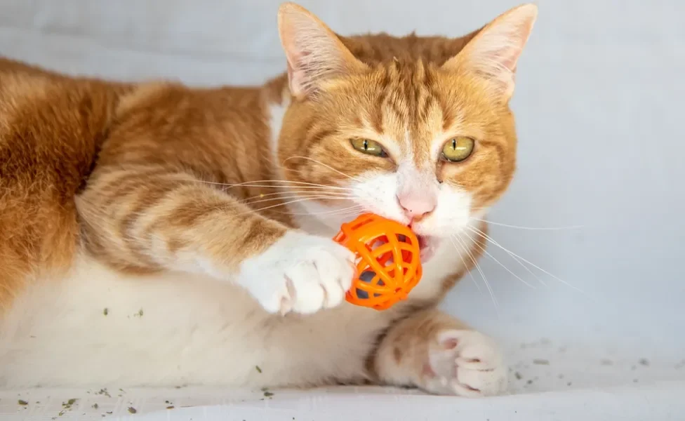 gato laranja brincando com bola com catnip