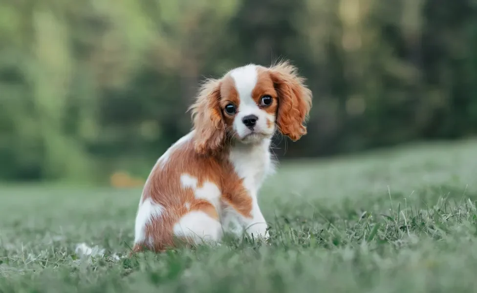 Cavalier King Charles Spaniel sentado na grama