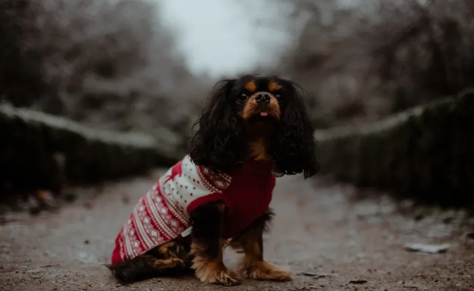 Cavalier King Charles Spaniel sentado ao ar livre