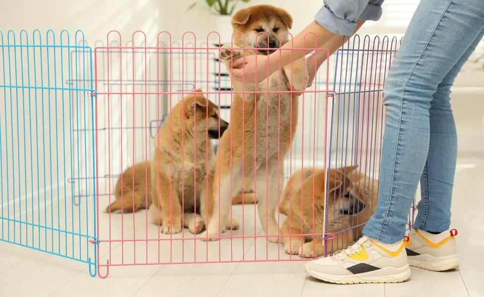 Mulher pegando cachorros em cercado 