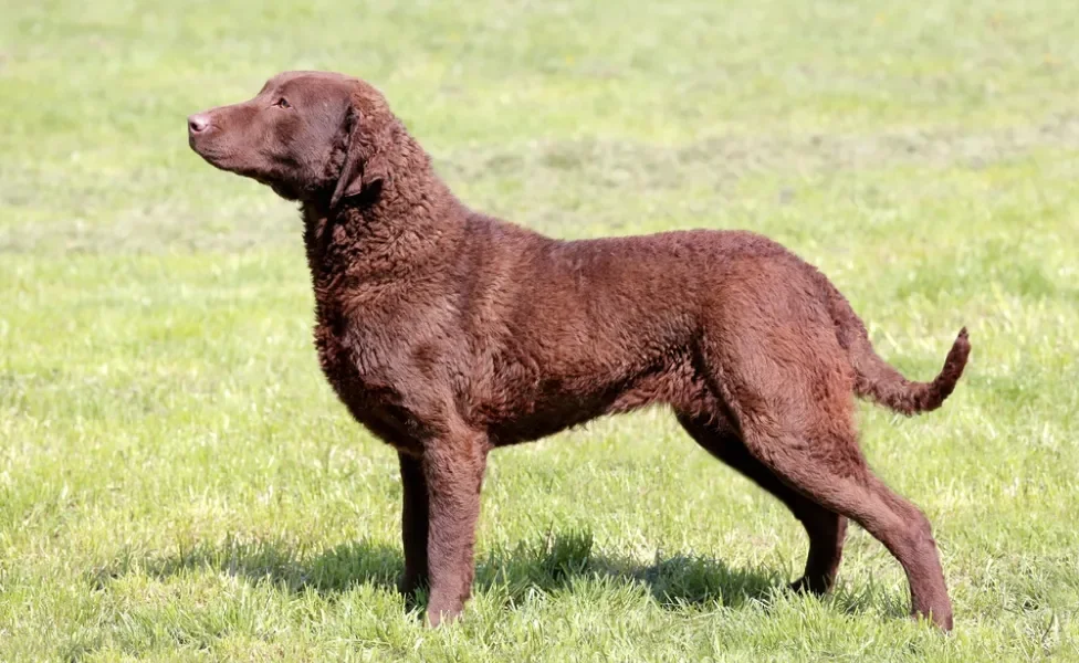 cachorro chesapeake bay retriever andando na grama