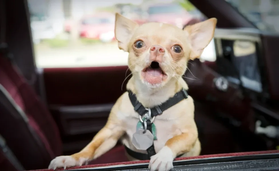 cachorro latindo da raça Chihuahua