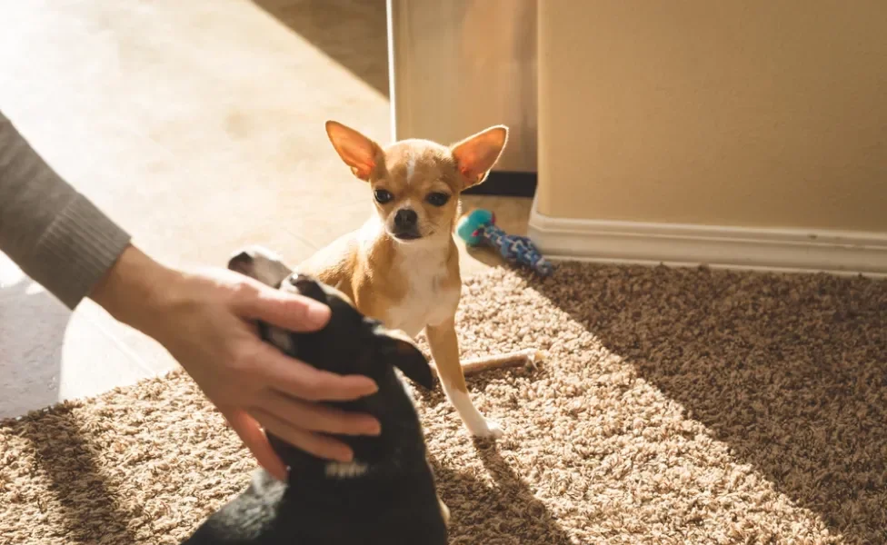 cachorro chihuahua com ciúmes de outro cão recebendo carinho do dono