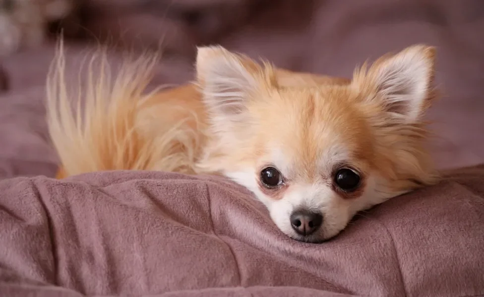 Chihuahua deitado na cama