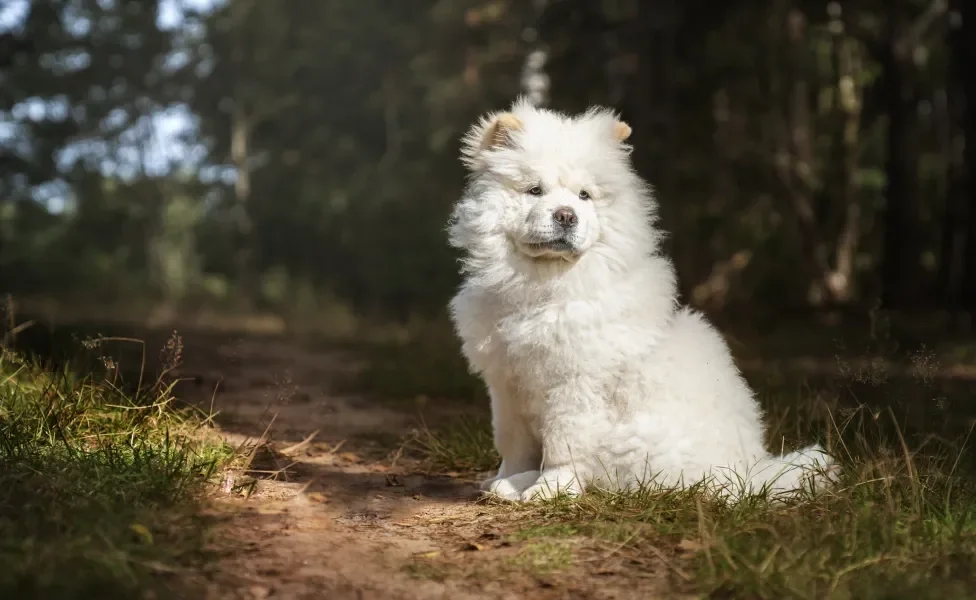 Chow Chow branco sentado na floresta