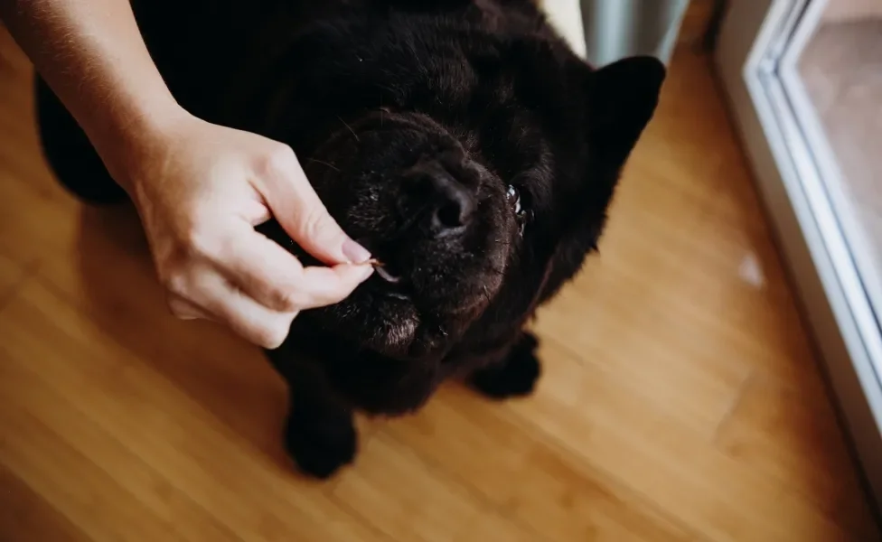 Chow Chow comendo petisco