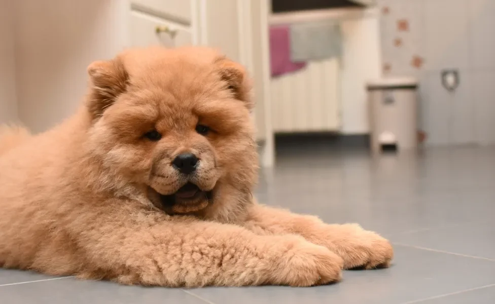 Chow Chow deitado dentro de casa