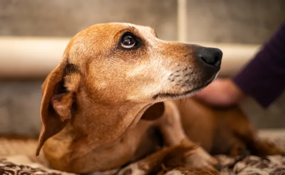 cinomose canina: cachorro olhando para o dono