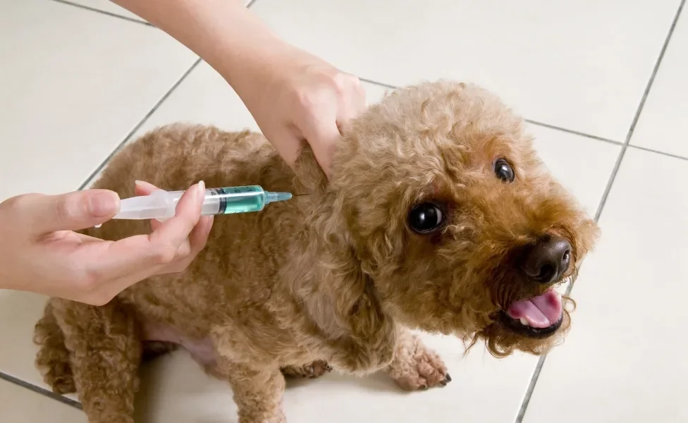 veterinário aplicando vacina em cachorro