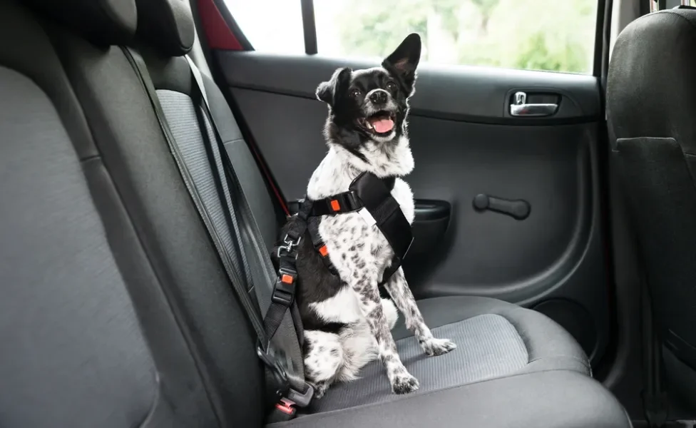 cachorro usando cinto de segurança para cachorro dentro do carro