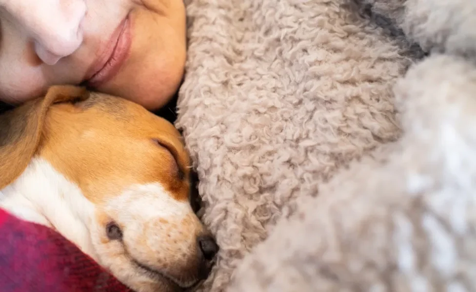 cachorro deitado perto de tutor