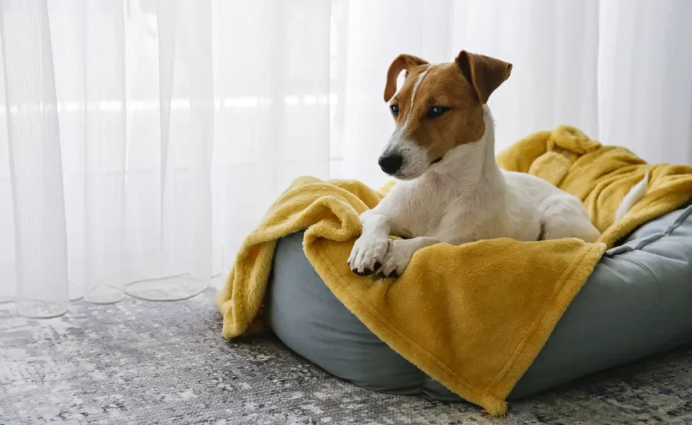 Cachorro dentro de sua caminha com cobertor amarelo