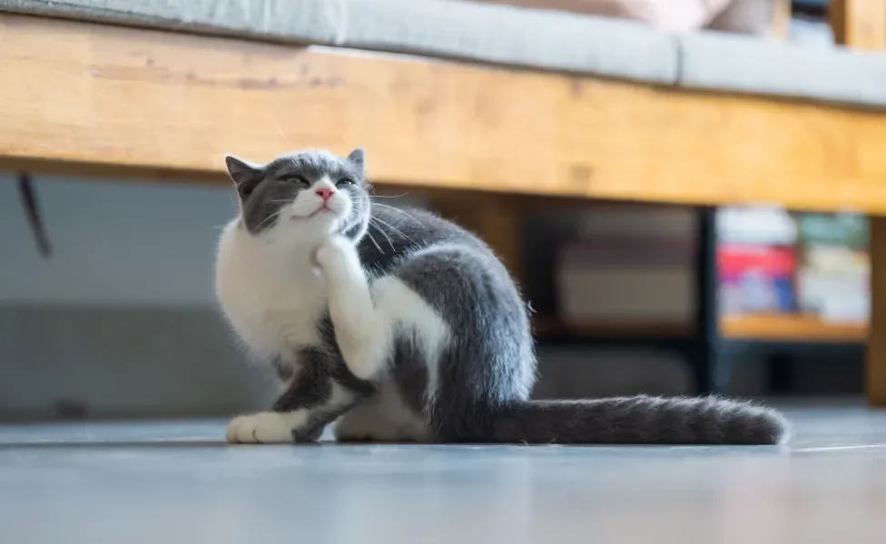 Gato cinza e branco se coçando