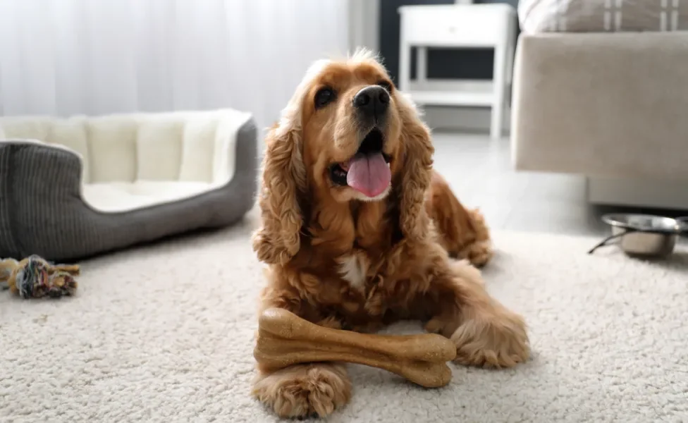 cachorro cocker spaniel inglês filhote brincando na sala de casa