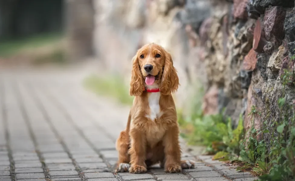 cachorro cocker spaniel inglês sentado na rua