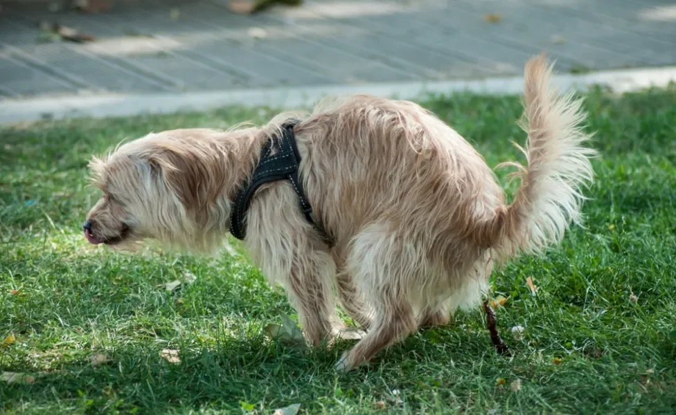 cachorro fazendo cocô na grama