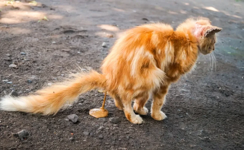 gato fazendo cocô mole