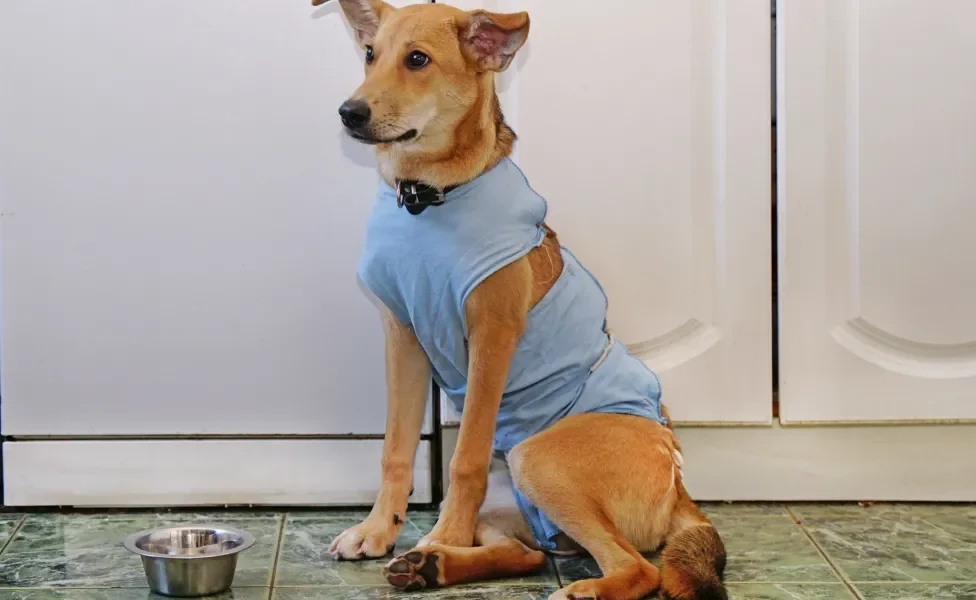 Cão dourado usando roupa pós-cirúrgica azul perto de pote de comida