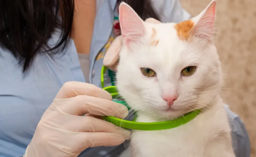 mulher colocando coleira antipulga para gatos no gato