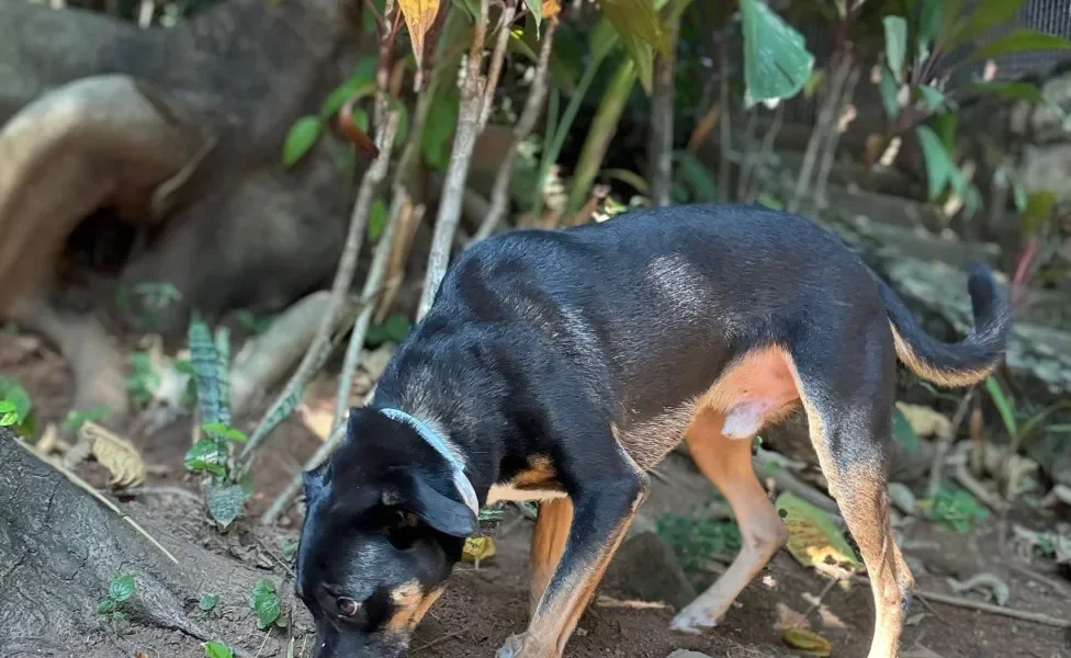 Cadela com coleira antipulgas cheirando folhas no chão de parque