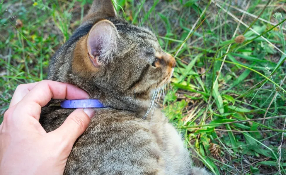 Gato na natureza usando coleira antipulgas