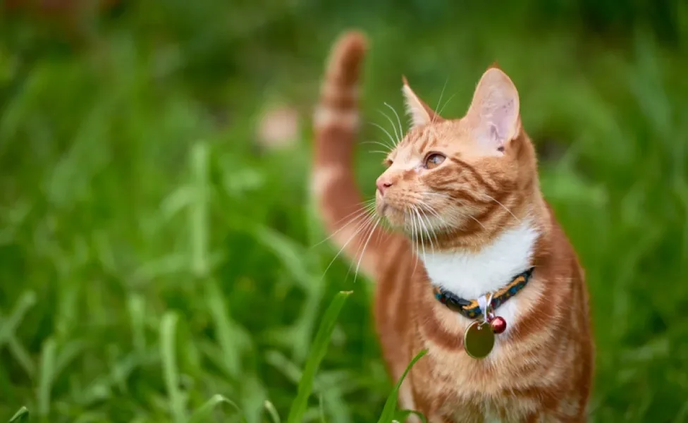 Gato laranja com coleira no pescoço andando entre mato alto